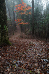 霧に覆われた晩秋の森