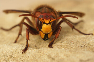 Frontal closeup on a colorful yellow and red European hornet , Vespa crabro