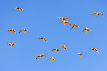 Burchell's sandgrouse (Gevlekte sandpatrys) (Pterocles burchelli) in flight at Kij Kij in the Kgalagadi Transfrontier Park in the Kalahari