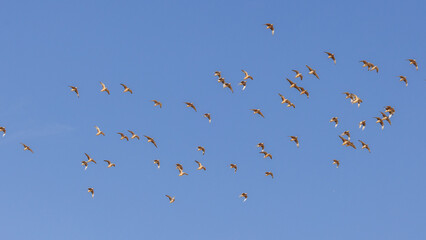 Burchell's sandgrouse (Gevlekte sandpatrys) (Pterocles burchelli) in flight at Kij Kij in the Kgalagadi Transfrontier Park in the Kalahari