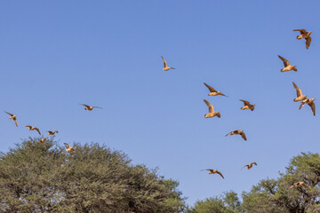 Burchell's sandgrouse (Gevlekte sandpatrys) (Pterocles burchelli) in flight at Kij Kij in the Kgalagadi Transfrontier Park in the Kalahari