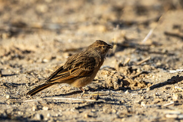 Lark-like Bunting (Vaalstreepkoppie) (Eberiza impetuani) in the Kgalagadi Transfrontier Park in the...