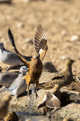 Burchell's sandgrouse (Gevlekte sandpatrys) (Pterocles burchelli) in flight at Kij Kij in the Kgalagadi Transfrontier Park in the Kalahari