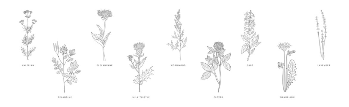 Medical Herbs and Plant Hand Drawn on Stem with Latin Names Vector Set