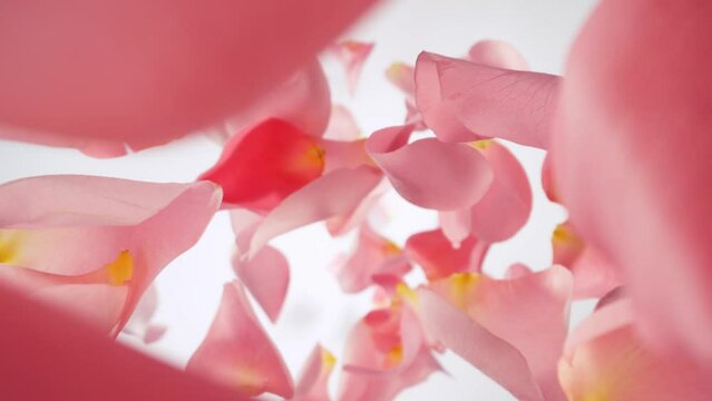 Super Slow Motion of Falling Pink Rose Petals on White Background. Filmed on High Speed Cinema Camera, 1000 fps.