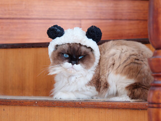 Portrait of Cute ragdoll cat with big beautiful blue eyes and black face wearing funny panda hat.
