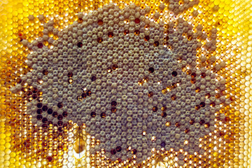 Drop of bee honey drip from hexagonal honeycombs filled with golden nectar