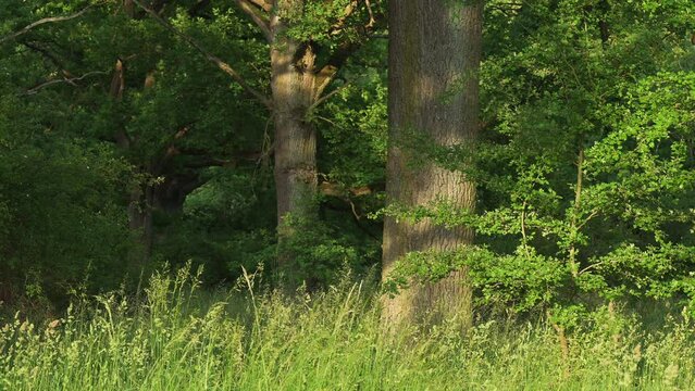 Old oak trees in forest, Steigerwald, Franconia, Bavaria, Germany