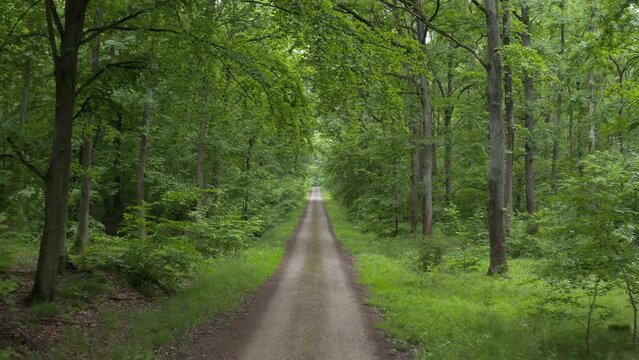 Flying over a forest road in Steigerwald, Franconia, Bavaria, Germany