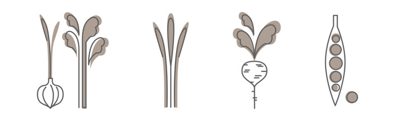 Ripe Vegetables and Garden Crop Line Icon Vector Set.