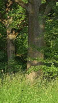 Old oak trees in forest. Steigerwald, Franconia, Bavaria, Germany