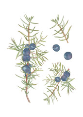 Obraz na płótnie Canvas Juniper branch and berries watercolour illustrations