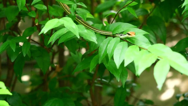 Common Bronzeback Snake (Dendrelaphis pictus) on green leaf  and plant tree, Brown head and the black and green patterns on body of Mildly-venomous snakes in Thailand