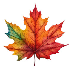 Fototapeta premium autumn maple leaf