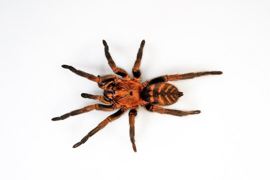 Braune Fallt&uuml;rspinne // Funnel-web trapdoor spider (Acanthogonatus francki) - Chile
