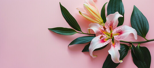 Lily, minimalist, pink background for international women's day on March 8