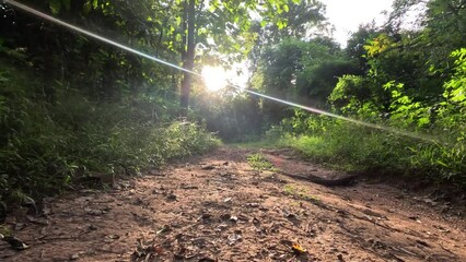 Journey Through a Forest Path