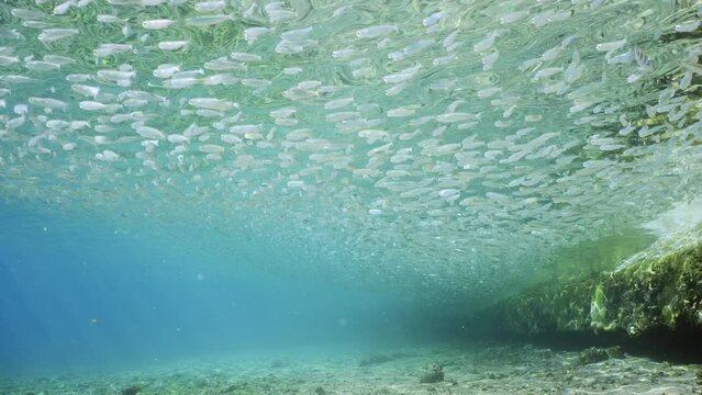 A large school of sprats floats under surface of water in shallow water in surf zone on bright sunny day in sun rays, Low-angle shot, Camera moving forwards under shoal of fish, slow motion