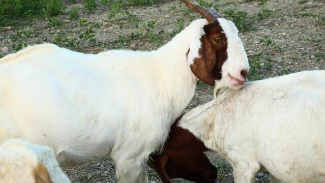 Brown and white spotted goat standing in green pasture, Mammals on the farm field, Goats was goring and headbutting