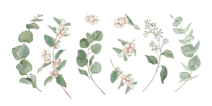 Set of eucalyptus and snowberry branches