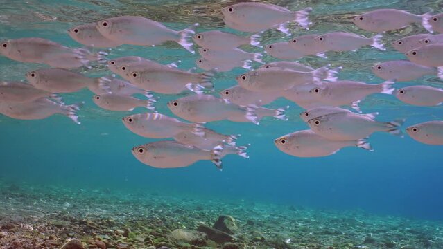 Shoal of Barred flagtail, Fiveband flagtail or Five-bar flagtail (Kuhlia mugil) floats in blue water over sandy bottom on sunny day in sunbeams, Closeup, Slow motion