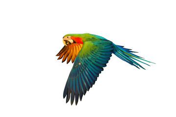 Colorful flying parrot isolated on transparent background png file