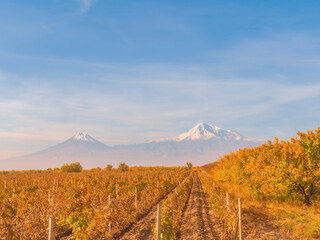 Wide angle view of sunrise over the Ararat mountains with the vineyard and garden trees in foreground at fall. Travel destination Armenia
