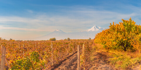 Wide angle panoramic view of sunrise over the Ararat mountains with the vineyard and garden trees in foreground at fall. Travel destination Armenia