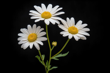 Fototapeta premium Daisy Delight. Generative AI.