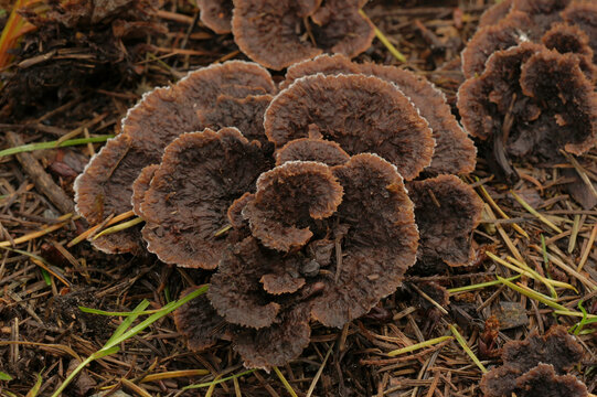 Closeup on an unedible Earthfan fungus or Common Fiber Vase mushroom, Thelephora terrestris