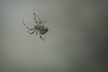 Cross spider crawling on a spider thread. Halloween fright. Blurred background.