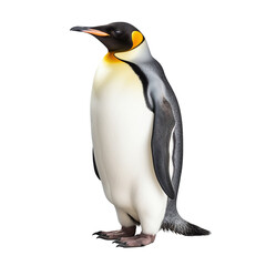 penguin standing isolated on transparent background.