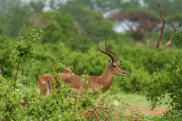 Naklejka na ściany i meble impala in the wild Kenia Africa 