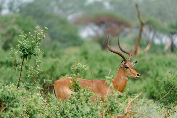 Naklejka na ściany i meble impala in the savannah Kenia Africa 