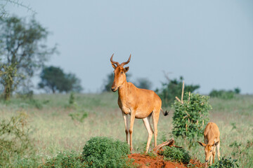 Naklejka na ściany i meble deer in the woods Kenia Africa deer in the wild