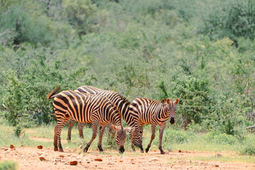 zebras in the serengeti
Kenia Africa 