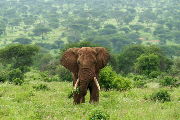 Kenia Africa elephant in the wild