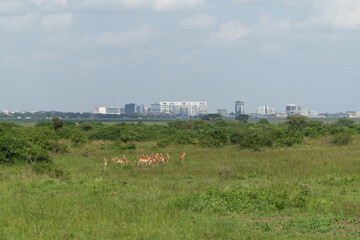 Kenia Africa Nairobi national park