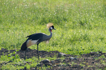 black crowned crane in the grass
Kenia Africa 