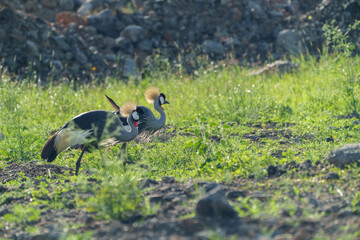 black crowned crane in the grass
Kenia Africa 