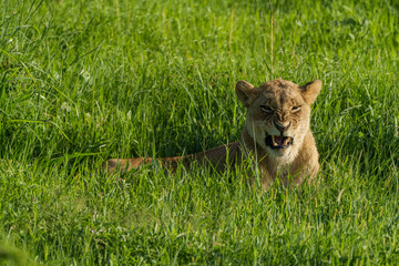 Kenia Africa lion in the wild