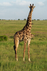 Kenia Africa national park giraffe