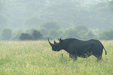 Kenia Africa black rhino in the wild
