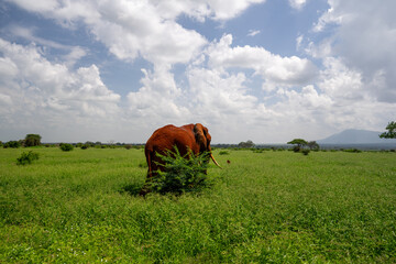 Kenia Africa elephant in the wild