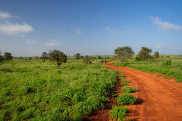 Fototapeta na wymiar Kenia Africa national park