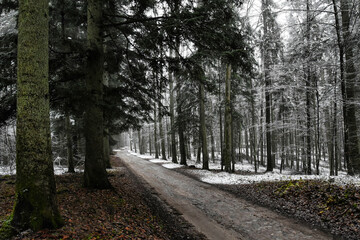 Dark forest in winter