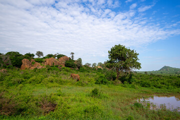 Kenia Africa national park