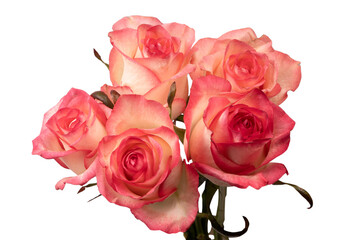 Pink and white  beautiful rose isolated on a white background.