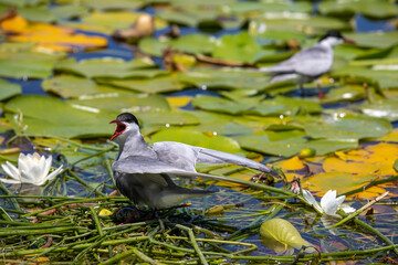 Turkey - Denizli - Tern birds (Sterna hirundo) living in Işıklı lake .