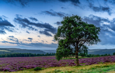 landscape with a tree